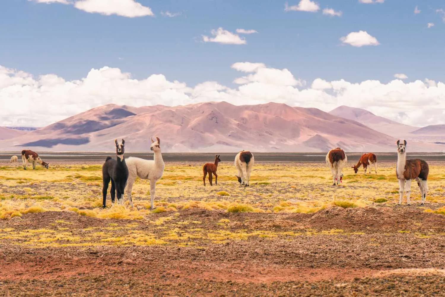 Llamas en el altiplano con la cordillera de fondo