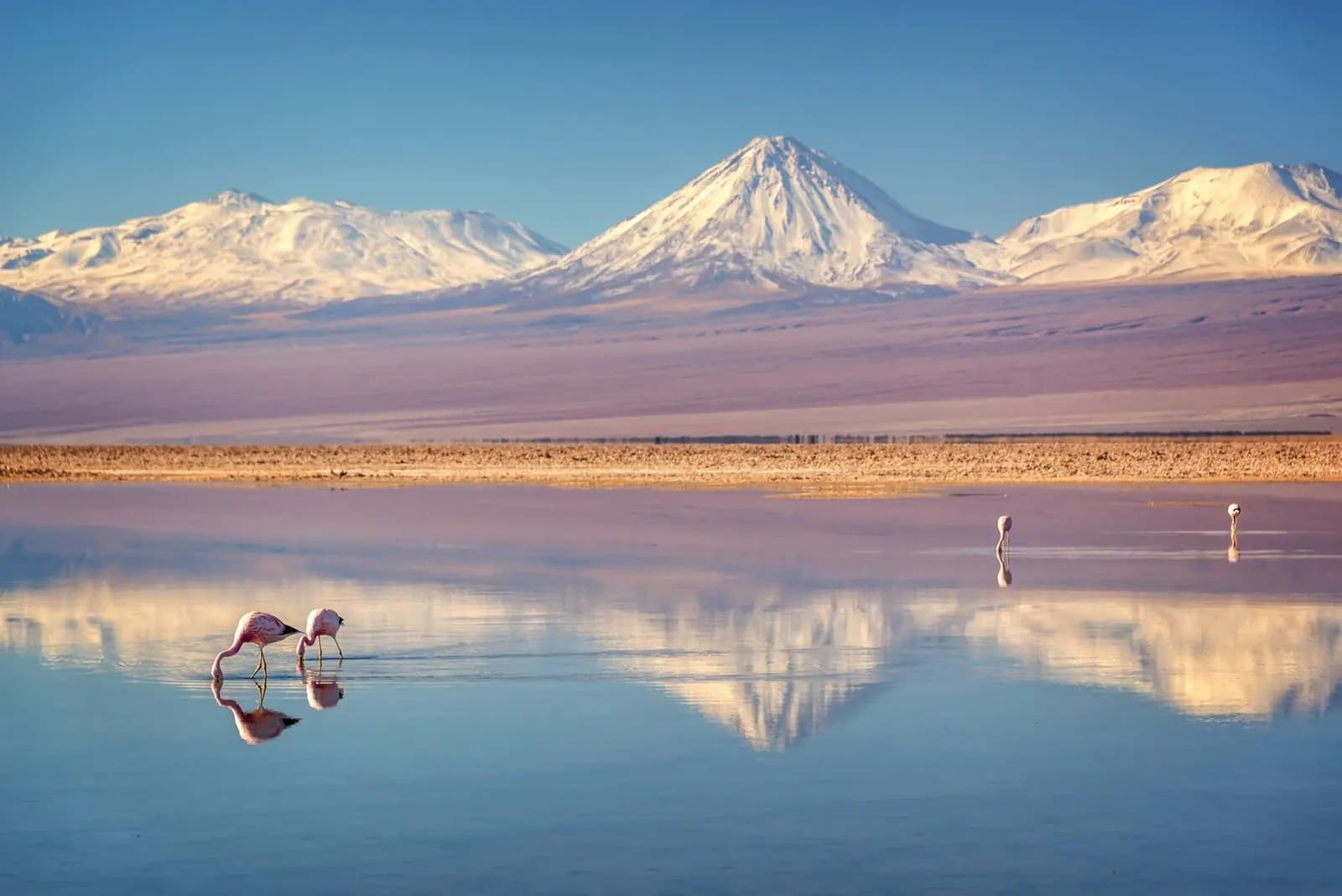 Flamencos en el salar con el volcán Licancabur al fondo