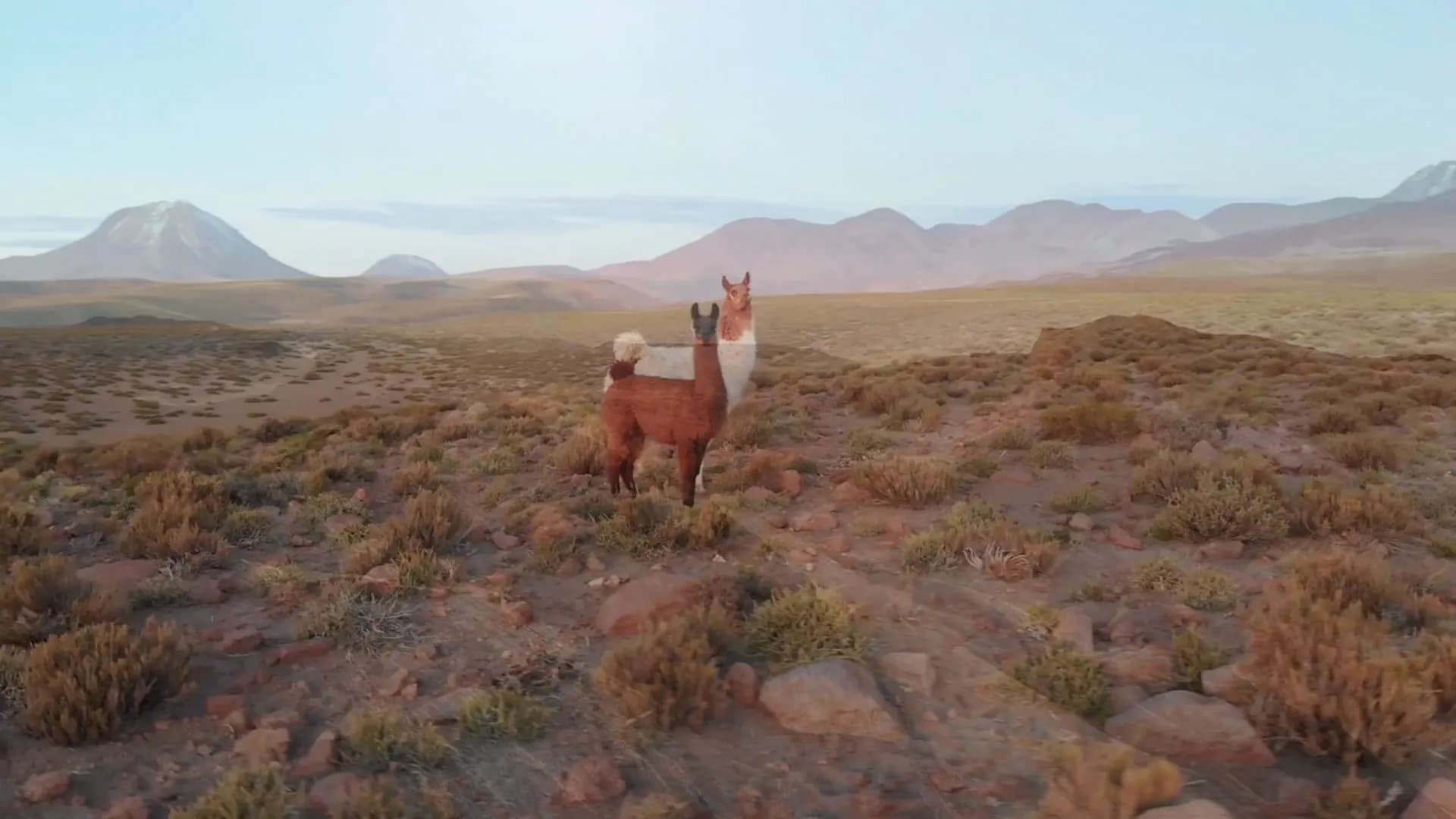 Vicuña en el desierto de Atacama