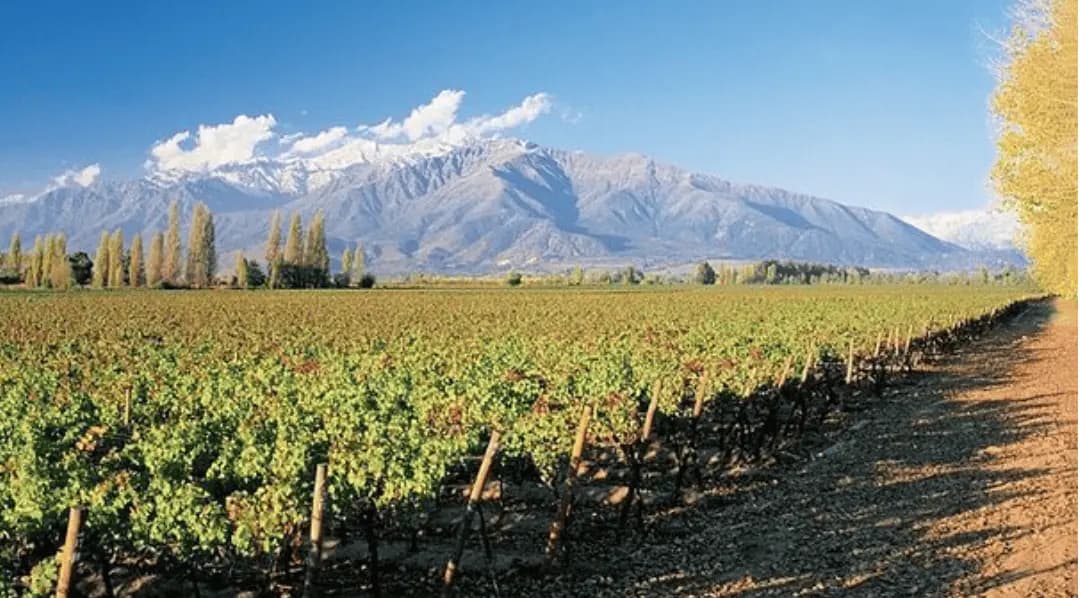 Parronales de viña a los pies de los Andes nevados